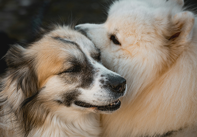 Dogs Everywhere