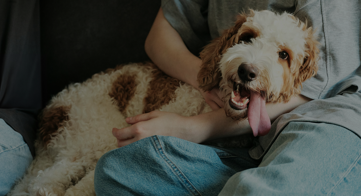 Everything We'd Want For Our Own Dogs